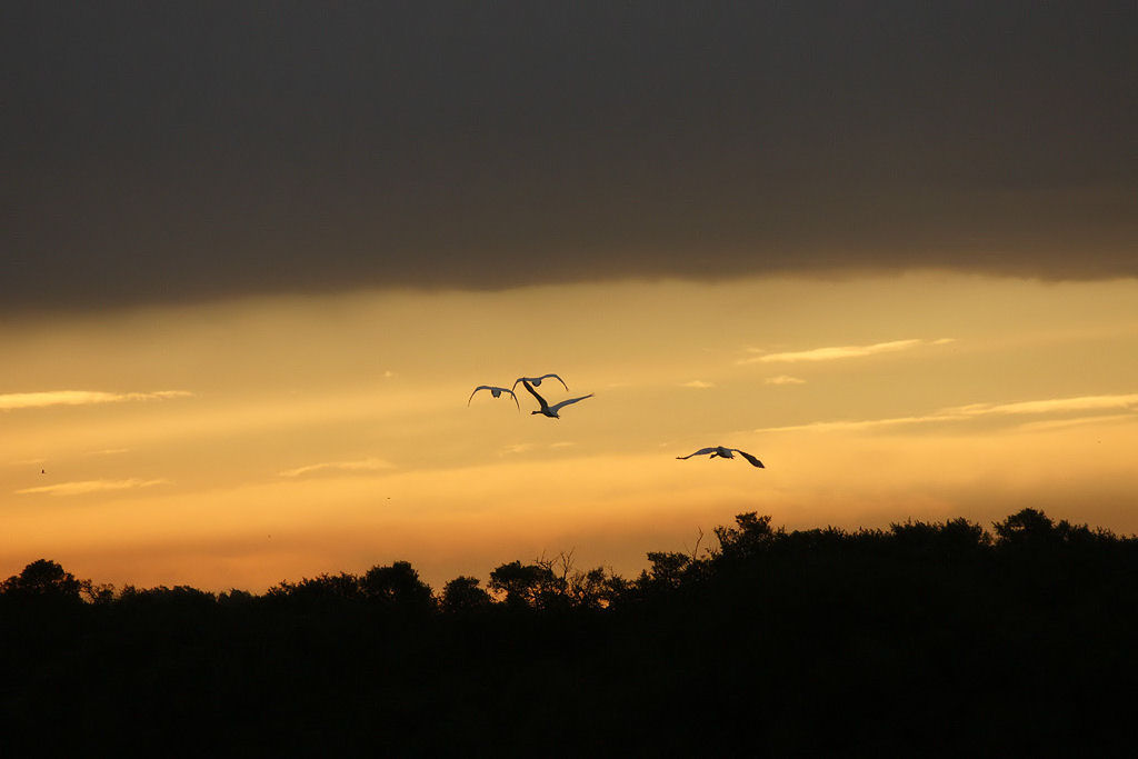 cygne_sunset