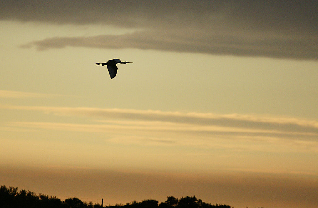 spatule_sunset